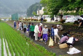 芝桜植栽中