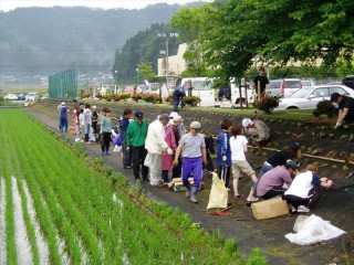 芝桜植栽中