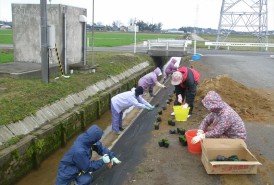 芝桜植栽中