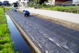 ヒメイワダレソウ植栽中