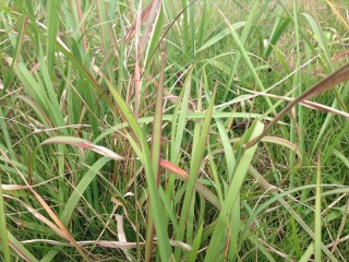 葉先の尖った雑草とは 防草シート専門店