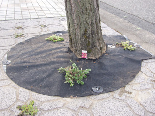 防草シート敷設+花植栽後