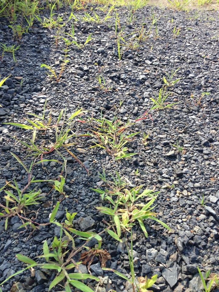 砂利を敷くだけではダメ 雑草対策のコツ 防草シート専門店 砂利を敷くだけではダメ 雑草対策のコツ 防草シート専門店