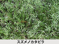 お庭でよく見かける雑草ベスト５ 防草シート専門店