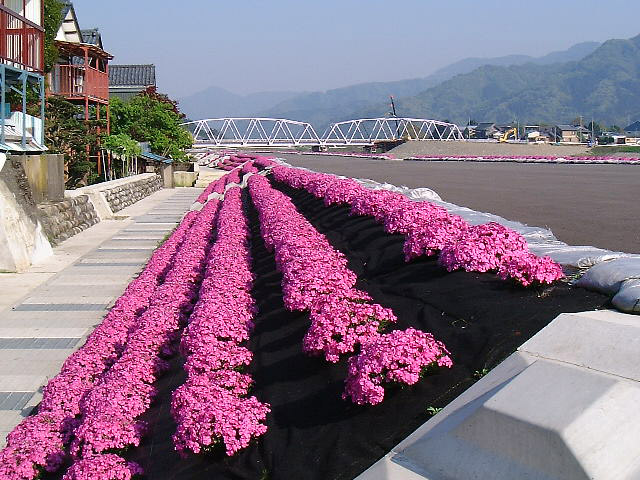 防草シートへお花を植えるのは何株がいいの 防草シート専門店