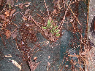 防草シートの上の堆積物を取る (2)