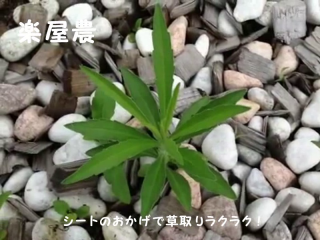 砂利層への雑草