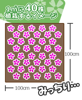 芝桜を1㎡に40株植えた図