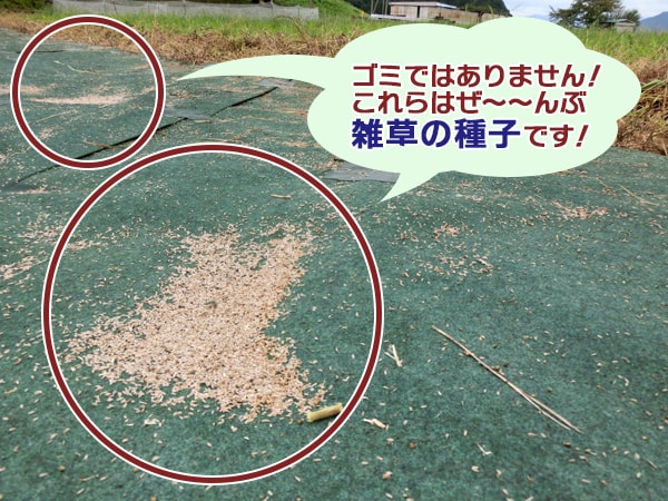 驚き 防草シートに飛んでくる 種子 や 砂埃 にご用心