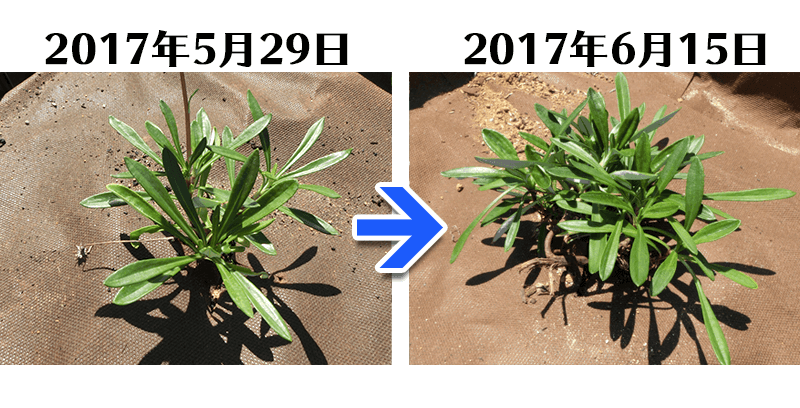 170615比較土にかえる＋ガザニア