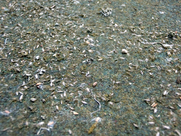 驚き 防草シートに飛んでくる 種子 や 砂埃 にご用心 驚き 防草シートに飛んでくる 種子 や 砂埃 にご用心