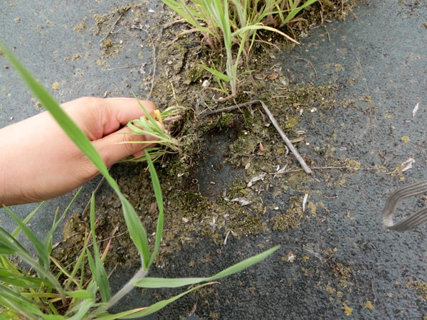 防草シートのおかげで簡単に雑草が取れる