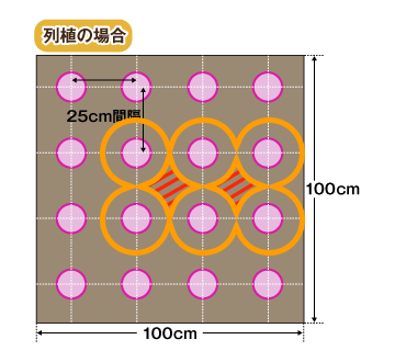 列植の場合3