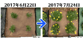 ガザニア+土にかえる植栽シート