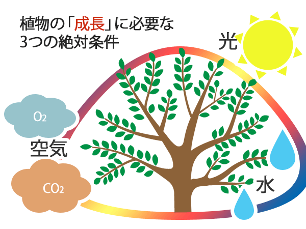 植物が成長する3つの条件