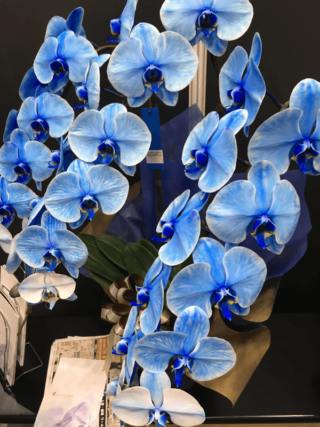 鮮やかな青の胡蝶蘭