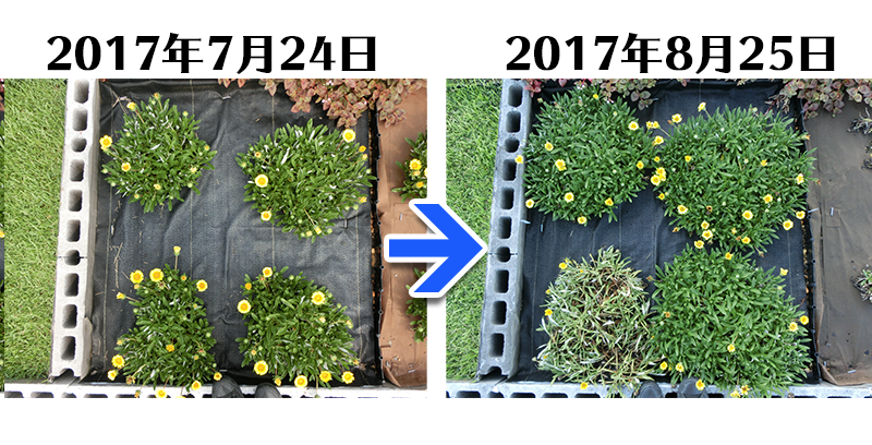 170825_ガザニア＋らくらく草なしシート比較