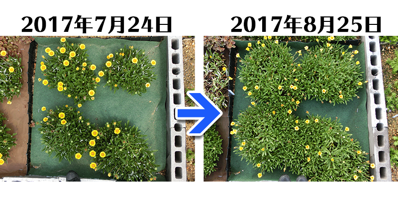170825_ガザニア＋とことん草なしシート比較