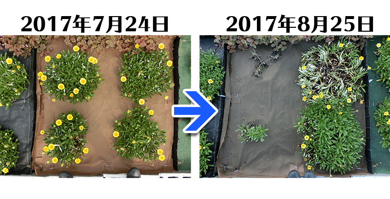 170825_ガザニア＋土にかえる植栽専用草なしシート比較