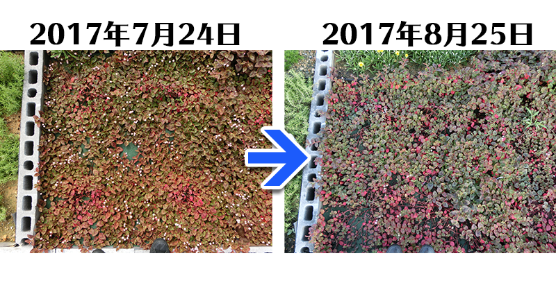 170825_ヒメツルソバ＋とことん草なしシート比較