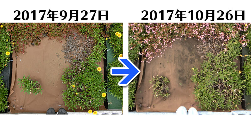 171026_171026_171026_171026_ガザニア＋土にかえる植栽専用草なしシート比較