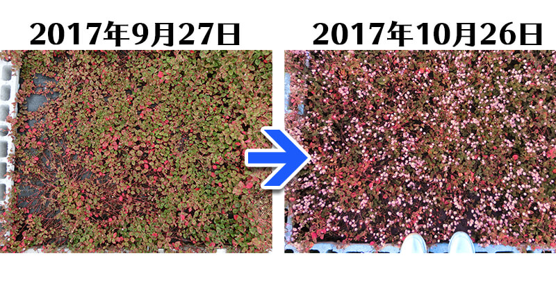 171026_ヒメツルソバ＋らくらく草なしシート比較