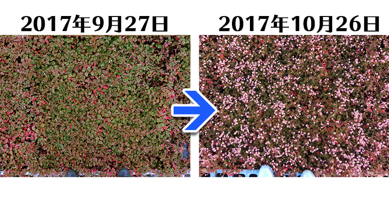 171026_ヒメツルソバ＋土にかえる植栽専用草なしシート比較