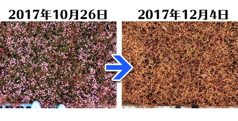 171204_ヒメツルソバ+土にかえる植栽専用草なしシート比較