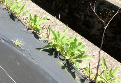 コンクリート構造物と防草シートの隙間から出てくる雑草