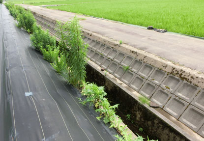 コンクリートと防草シートの隙間ですくすく育つ雑草