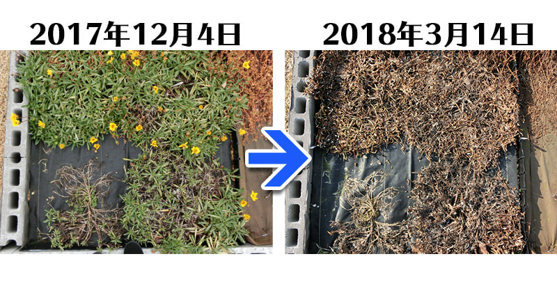 180314_ガザニア+らくらく草なしシート比較