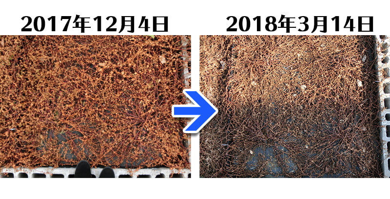 180314_ヒメツルソバ+らくらく草なしシート比較