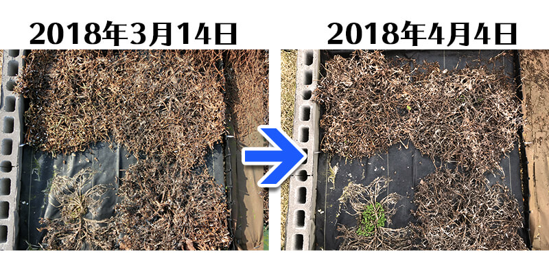 180404_ガザニア+らくらく草なしシート比較