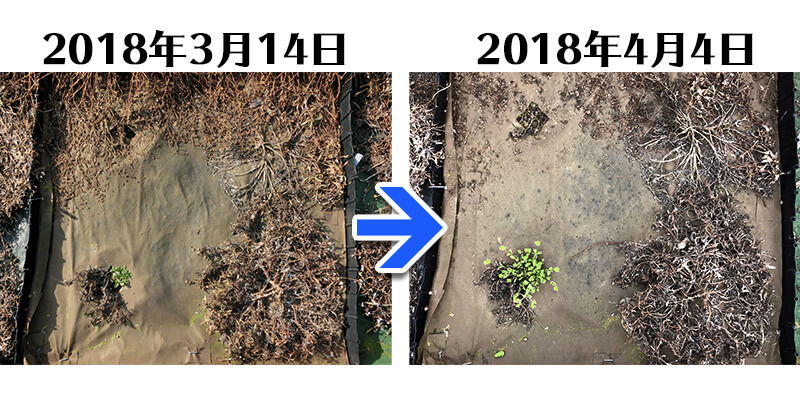 180404_ガザニア+土にかえる植栽専用草なしシート比較