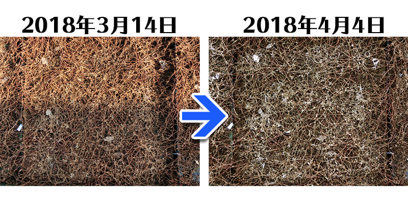 180404_ヒメツルソバ＋土にかえる植栽専用シート比較