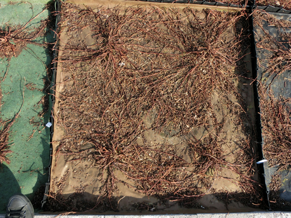 180404_ヒメツルソバ剪定+土にかえる植栽専用草なしシート