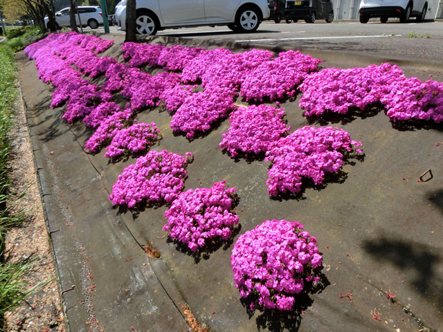 芝桜の開花