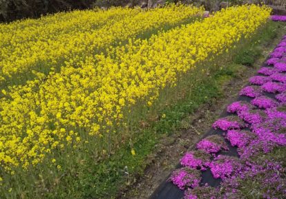 宅地の防草シート施工事例（その他：お花畑）［コンテスト応募作品］