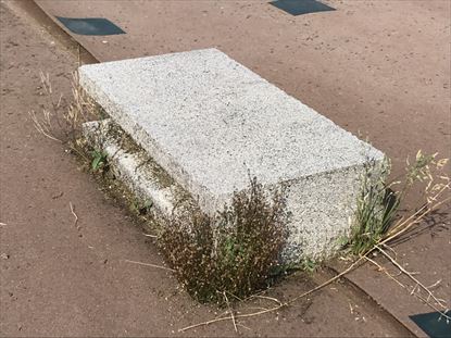 重重しのキワで生える雑草（拡大）