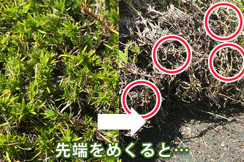 防草シートを貼り 芝桜を植えた後のお手入れ方法