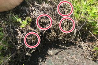 芝桜の節々から根が伸びている