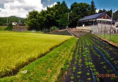 農地の防草シート施工事例（畦畔土手）［コンテスト応募作品］