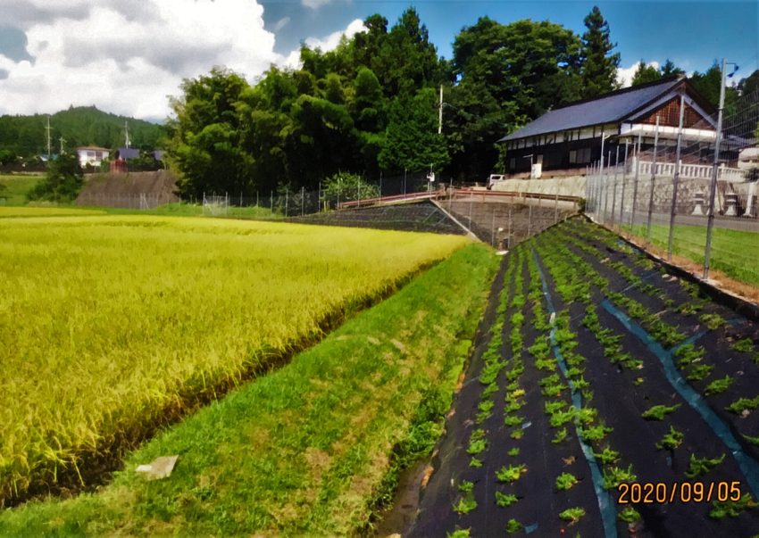 ［川西中山間地域の会　馬場重夫様］雑草対策事例①