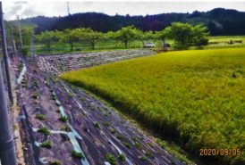 ［川西中山間地域の会　馬場重夫様］雑草対策事例②