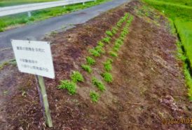 ［川西中山間地域の会　馬場重夫様］雑草対策事例(イブキジャコウソウ)②