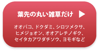 葉先の丸い雑草だけ(オオバコ、ドクダミ、シロツメクサ、ヒメジョオン、オオアレチノギク、セイタカアワダチソウ、ヨモギなど)