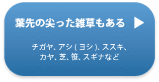 葉先の尖った雑草もある(チガヤ、アシ(ヨシ)、ススキ、カヤ、芝、笹、スギナなど)