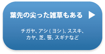 葉先の尖った雑草もある(チガヤ、アシ(ヨシ)、ススキ、カヤ、芝、笹、スギナなど)