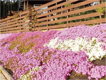 防草シートに花を植える