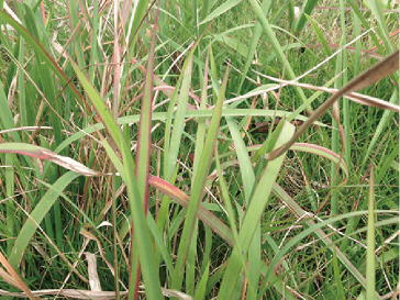 葉先の尖った雑草